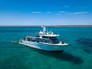 Ningaloo Whale Shark Swim & Eco Tour on a Powerboat (Aug-Oct) | From Exmouth