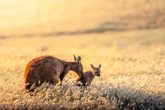 Bushfire Regeneration - Kangaroo Island and Adelaide Hills
