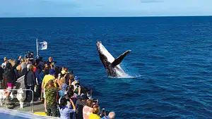 Whale Watching Day Cruise with option to upgrade to Wild Dolphin Feeding | Moreton Island