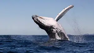 Whale Watching Tour | Brunswick Heads