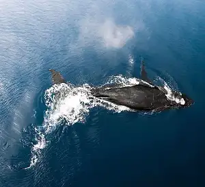 whale watching in Hawaii