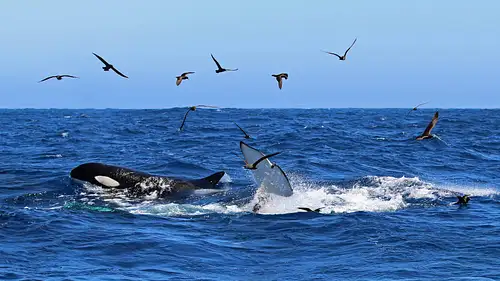 Bremer Canyon Killer Whale (Orca) Snorkel