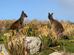 4wd wildlife tours kangaroo island