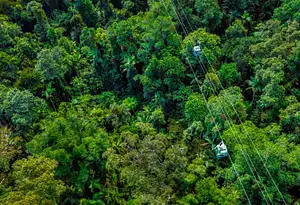 Waterfall, wetlands and skyrail tour